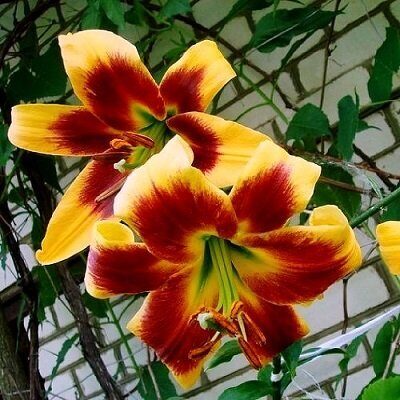 Lilija OT ROBERT SWANSON  3 gab  Junior